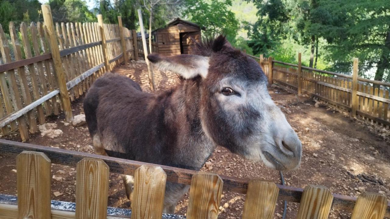 Alojamiento Rural Las Maravillas Cañada Catena 外观 照片